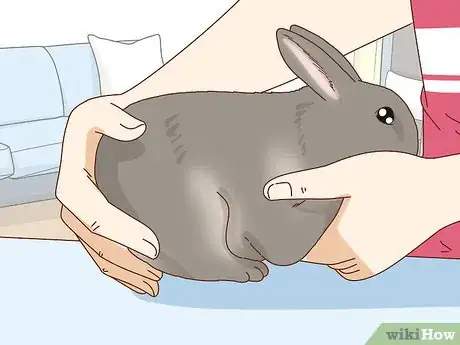 Image titled Befriend a Shy Rabbit Step 14