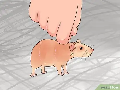 Image titled Care for a Manx Rat Step 8