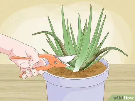 Image titled Why Does Your Aloe Plant Stink Step 9