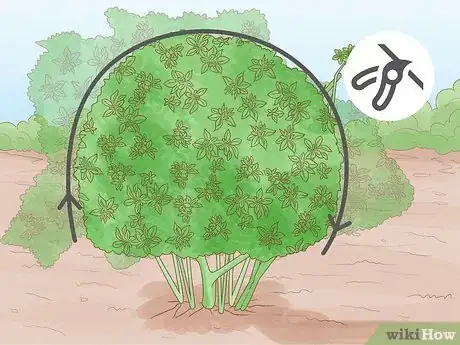 Image titled Trim Overgrown Shrubs Step 3