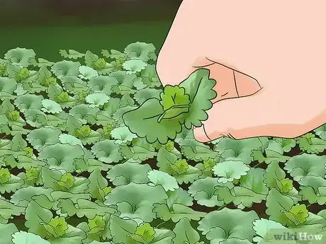 Image titled Harvest Creeping Charlie Step 2