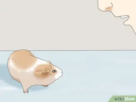Image titled Teach a Guinea Pig to Do Tricks Step 4