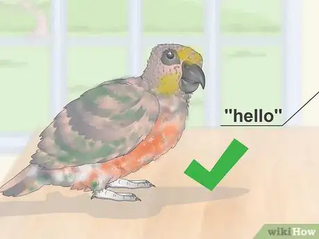 Image titled Teach a Red Bellied Parrot to Speak Step 10