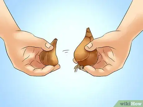 Image titled Transplant Resurrection Lilies Step 8