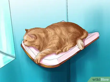 Image titled Provide High Resting Spaces for Your Cat Step 2