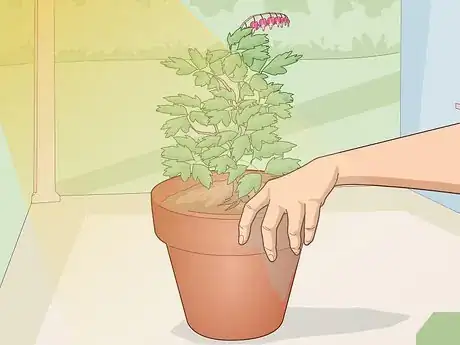 Image titled Care for a Bleeding Heart Step 7