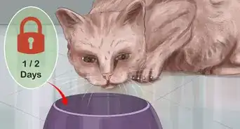 Capture an Angry or Upset Cat