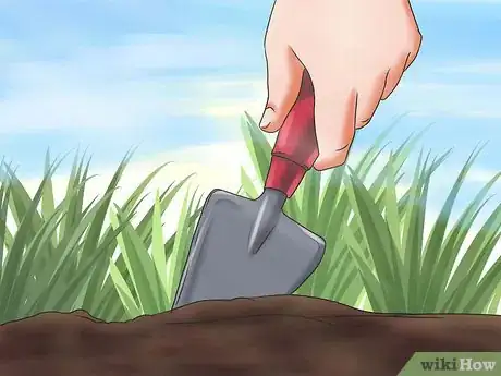 Image titled Grow Geraniums Step 4