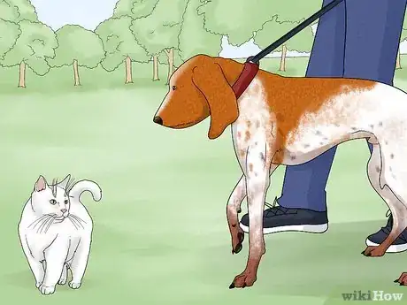 Image titled Identify a Bracco Italiano Step 13