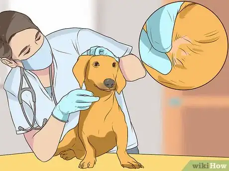 Image titled Get a Complete Geriatric Work Up for Your Dog Step 11