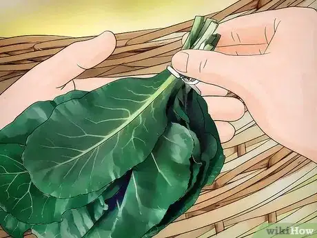 Image titled Buy Collard Greens Step 5