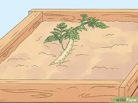 Image titled Grow a Rabbit Foot Fern Step 4