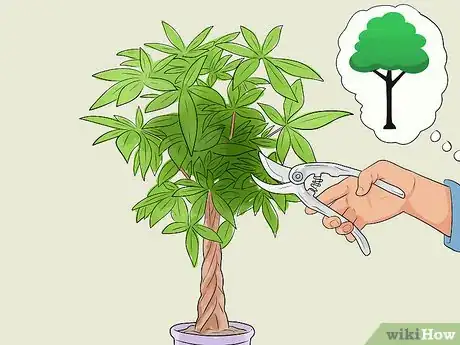 Image titled Care for a Money Tree Step 10