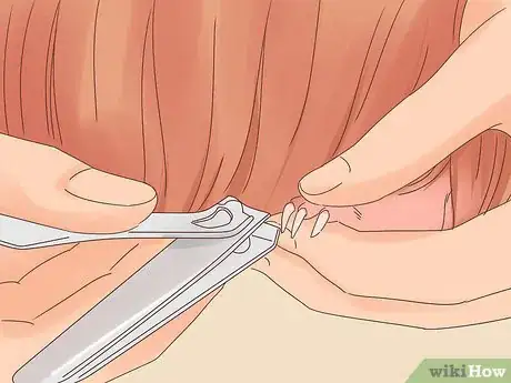 Image titled Show a Guinea Pig Step 10