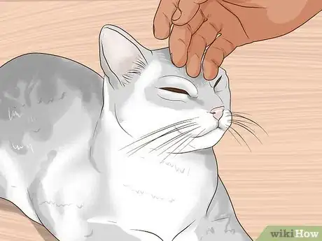 Image titled Take Care of a Burmilla Cat Step 11