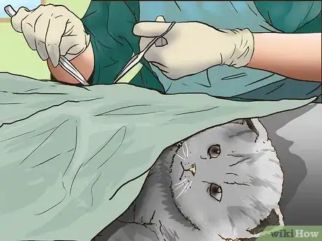 Image titled Earn the Trust of a Feral Kitten Step 10