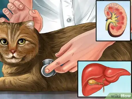 Image titled Give Serotonin (5 Ht) Agonists to a Cat Step 12