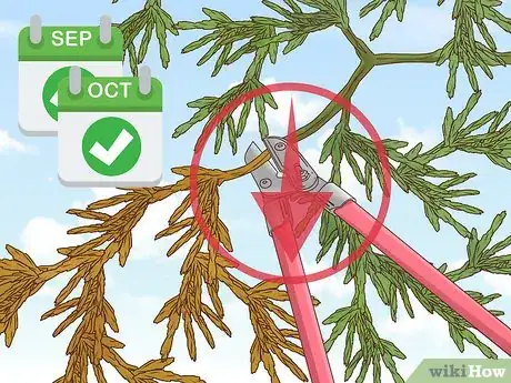 Image titled Prune Evergreen Trees Step 7