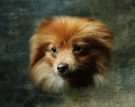 Image titled Lilly the Pomeranian_4095562083_o 4 merged.png
