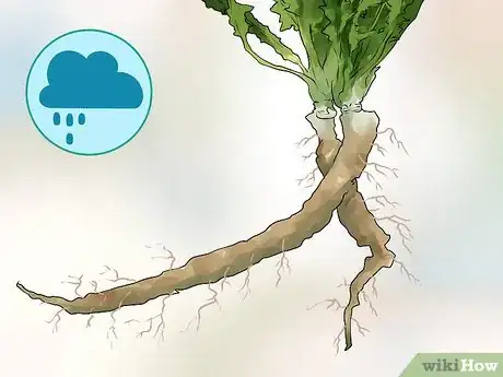 Image titled Harvest Dandelions Step 5