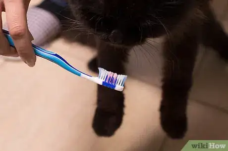 Image titled Care for Long Haired Cats Step 9