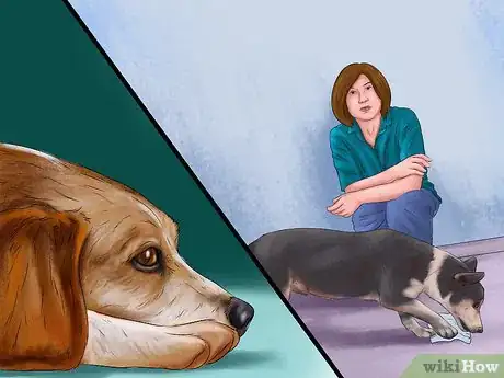Image titled Deal with House Soiling in Older Dogs Step 11