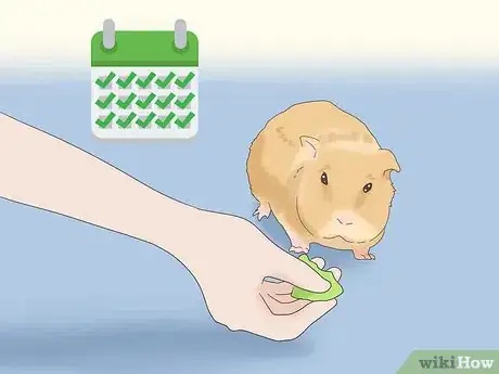 Image titled Teach a Guinea Pig to Do Tricks Step 9