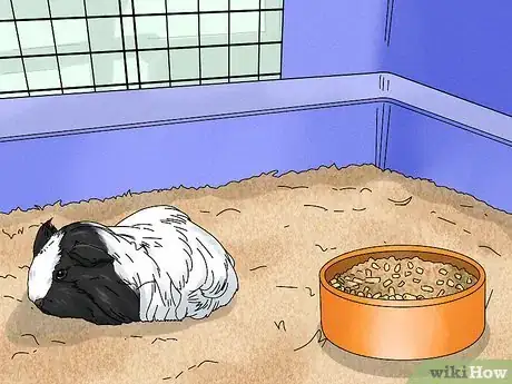 Image titled Keep Your Guinea Pigs Healthy Step 17