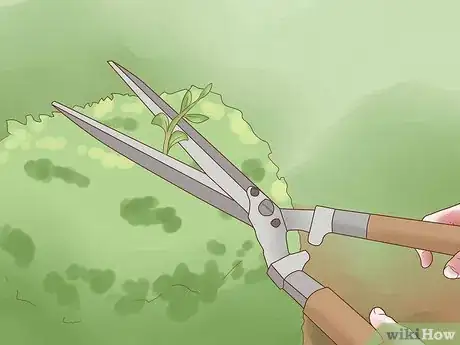 Image titled Prune Rosa Rugosa Step 5