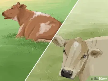 Image titled Identify Guernsey Cattle Step 6