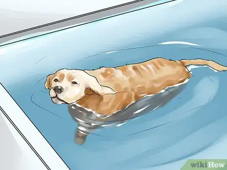 Image titled Do Short Training Sessions with Your Hunting Dog Step 5