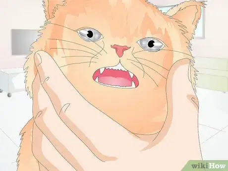 Image titled Keep a Cat Healthy Step 18