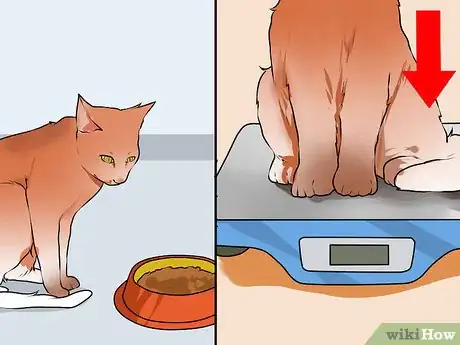 Image titled Keep an Old Cat Young at Heart Step 10