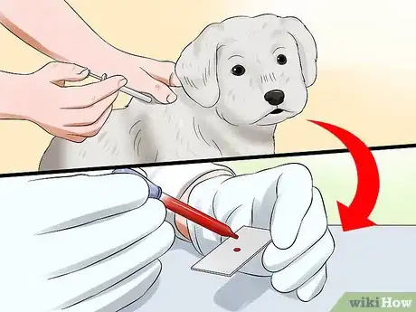 Image titled Diagnose Little White Shaker Syndrome in Maltese Step 7