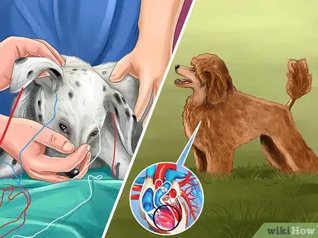 Image titled Adopt a Non‐Sporting Breed Step 2