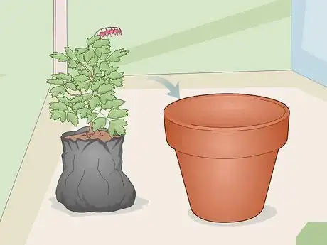 Image titled Care for a Bleeding Heart Step 5