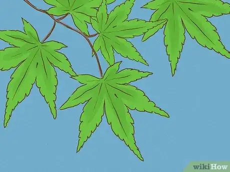 Image titled Choose Japanese Maple Trees Step 9