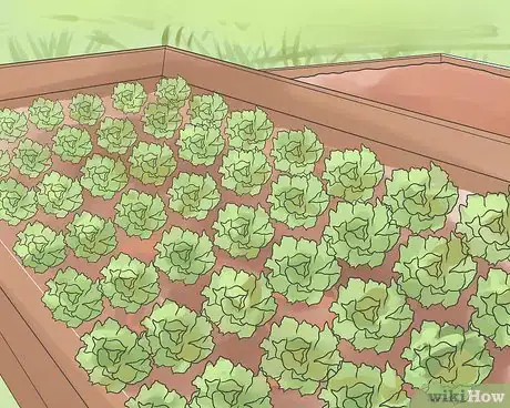 Image titled Keep Weeds Out of Your Vegetable Garden Step 6