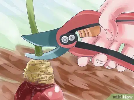 Image titled Care for Amaryllis Flowers Step 15