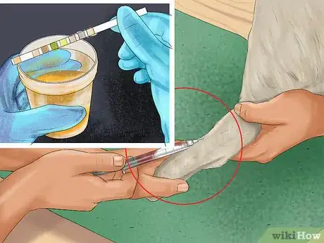 Image titled Know if a Senior Dog Is Right for Your Family Step 8