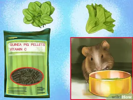 Image titled Prevent Skin Problems in Guinea Pigs Step 9