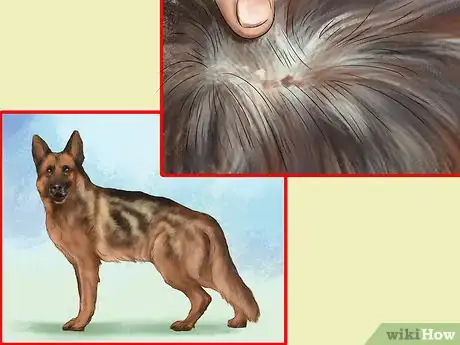 Image titled Know if Your Dog Needs a Diet Change Step 6