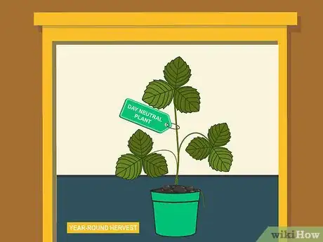 Image titled Grow Strawberries Step 04