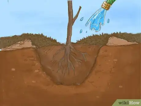 Image titled Plant a Bare Root Tree Step 9
