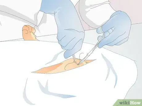 Image titled Keep a Cat Healthy Step 34