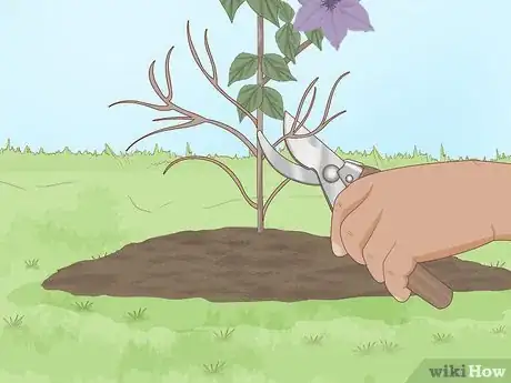 Image titled Plant Clematis Step 12