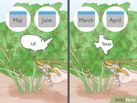 Image titled Trim Overgrown Shrubs Step 6