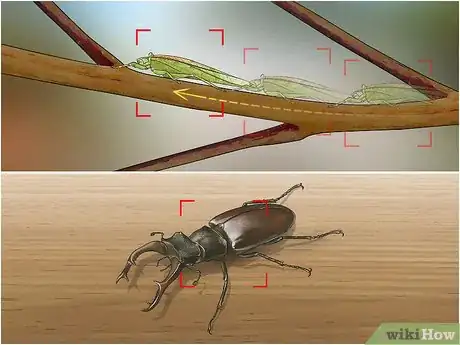Image titled Photograph Insects Step 8