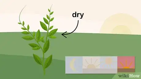 Image titled Grow Vietnamese Mint Step 11