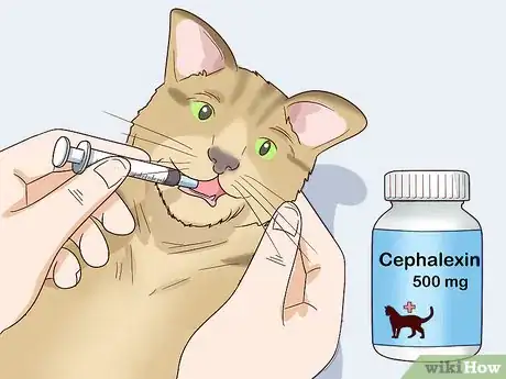 Image titled Treat Feline Acne Step 13